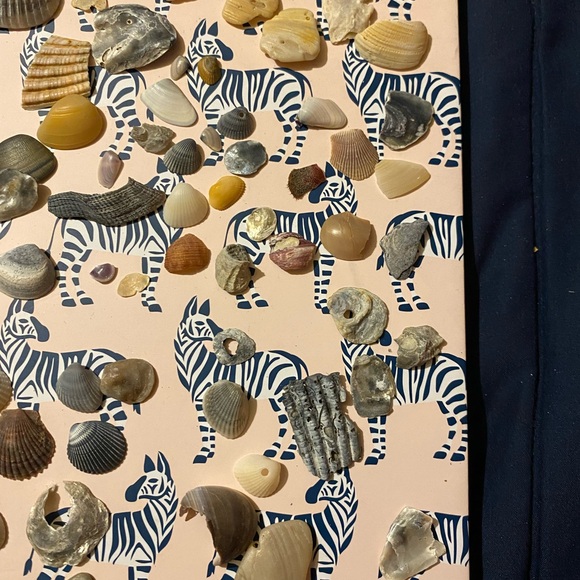 Assorted Seashell Collection - Picture 6 of 9